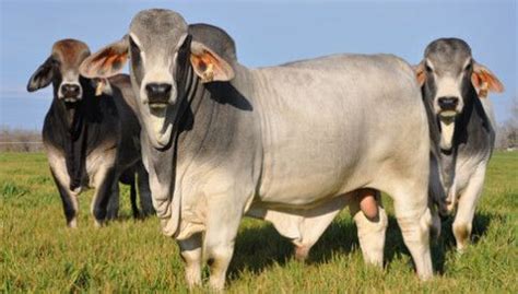 American Brahman Breeders Association | Kühe, Rind, Schwein