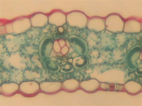 C3 C4 leaf cross sections