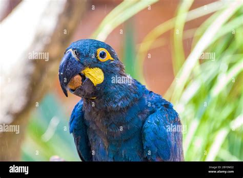 Lear's macaw hi-res stock photography and images - Alamy