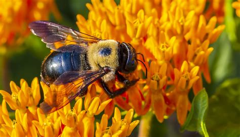 Keeping Carpenter Bees Away By Improving Your Home - Vulcan Termite ...