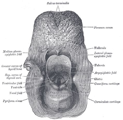 Vocal folds - wikidoc