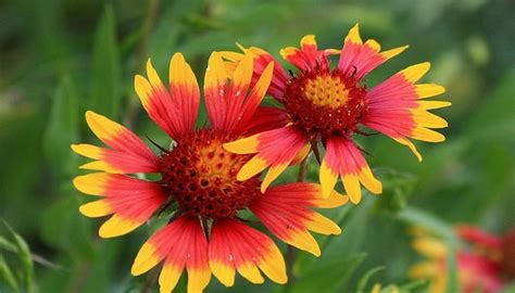 Red And Orange Texas Wildflowers | Best Flower Site