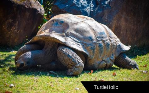 Large Turtles. This Will Make You Astonished! - TurtleHolic