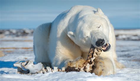 Polar bear – what next Part II: Hunting | Polarjournal