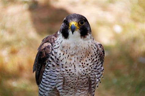 Peregrine Falcon - Meigs Point Nature Center