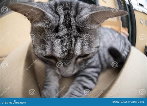 Funny Cat Inside a Cardboard Box Stock Photo - Image of hide, inside ...