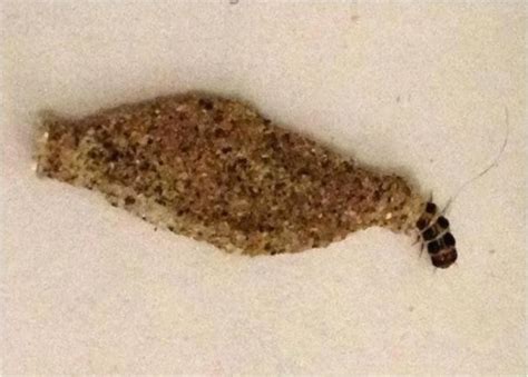 Indian Meal Moth Larvae In Bedroom | AdinaPorter