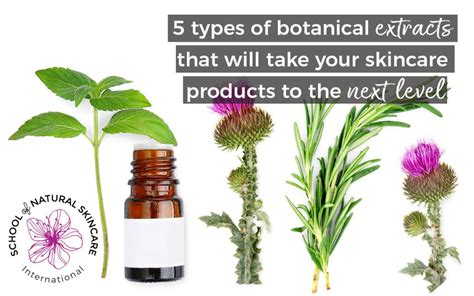 5 types of botanical extracts that will take your skincare products to ...