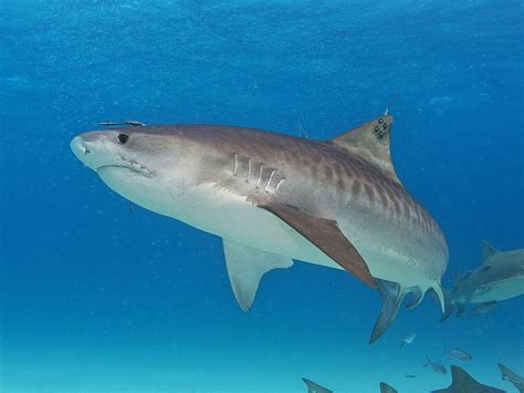 25 Tiger Shark Pictures and HD Wallpapers