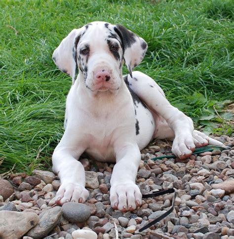 Great Dane Puppies Pics - Pictures Of Animals 2016