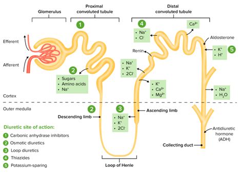 Osmotic Diuretics | Concise Medical Knowledge