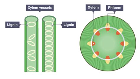 Phloem Diagram