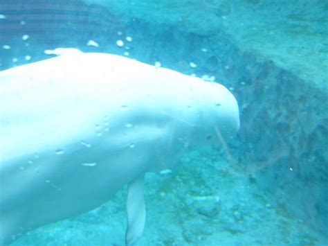 Beluga exhibet at the Mystic Aquarium, Mystic, Connecticut - Travel Photos by Galen R Frysinger ...