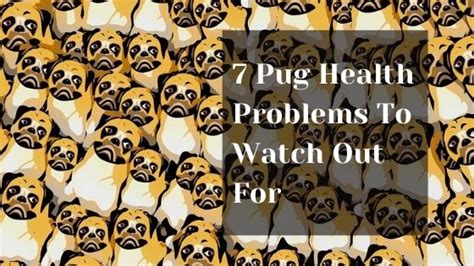 7 Pug Health Problems To Watch Out For | Lucky Pug