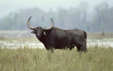 Water buffalo | Mammal, Domestication & Agriculture | Britannica