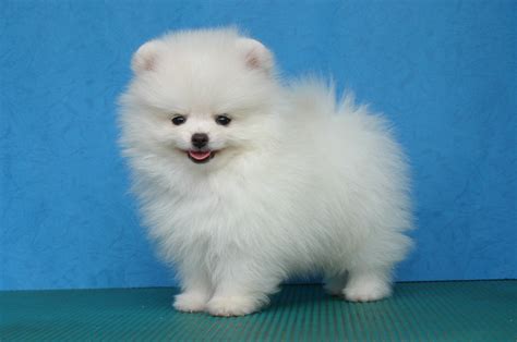 Pomeranian Puppies Pictures Photos Pics