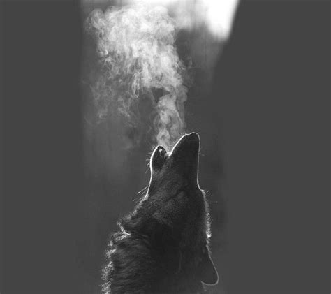 Black Wolf Howling Wallpapers - Top Free Black Wolf Howling Backgrounds - WallpaperAccess