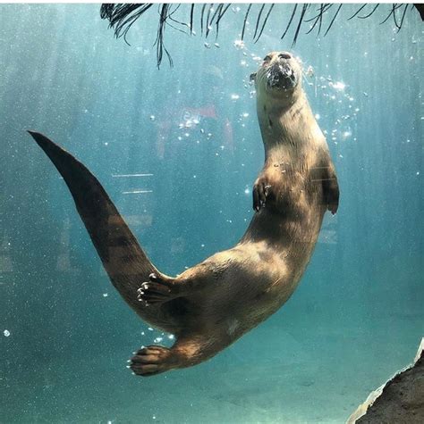 North American River Otter | Bearizona