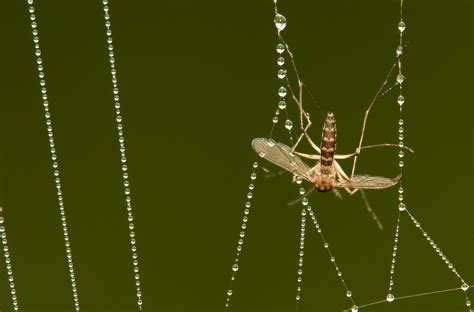 Investigating Community Food Webs: The Ecological Importance of Spiders ...