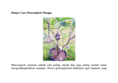 (DOC) Belajar Cara Mencangkok Mangga | Aisyah Icha - Academia.edu