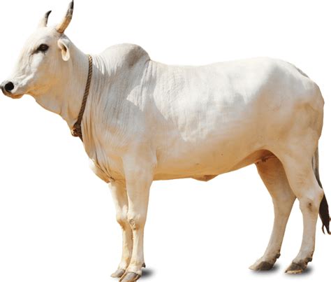 COW ANTIBODIES for AIDS protection - Prachodayat