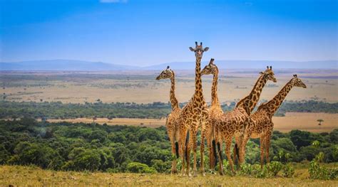 Best time to visit Masai Mara National Reserve | Kenya Safari Timing