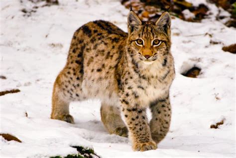 Lynx in snow stock photo. Image of stroll, wildlife, dots - 4149150