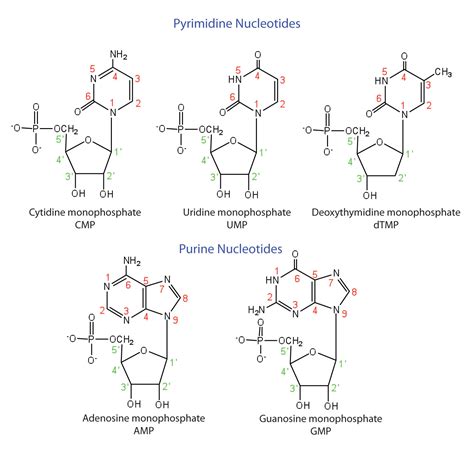 19.1 Nucleotides | The Basics of General, Organic, and Biological Chemistry