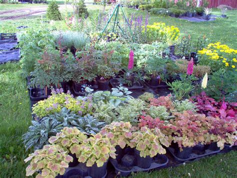 Natural Perennial Plants for Shade – HomesFeed