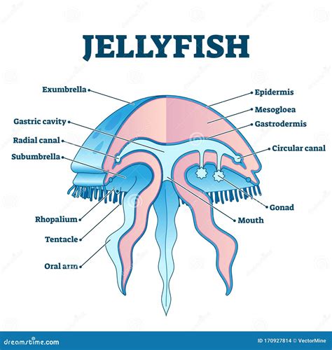 Jellyfish Diagram For Kids