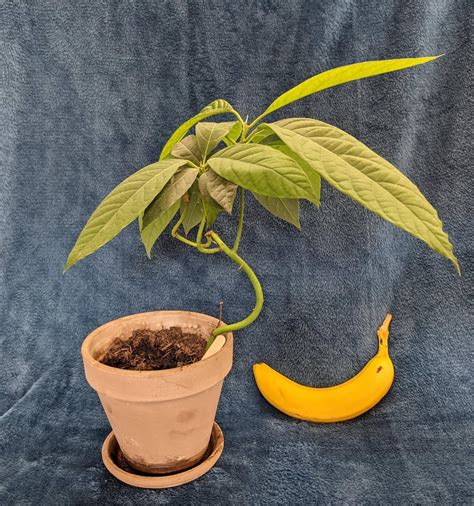 An avocado can make an interesting bonsai 🥑 : Bonsai