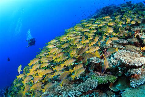 Find Great Values On Maldives Scuba Diving Packages | Resorts