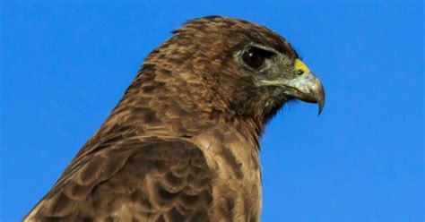 Species Spotlight: Hawaiian Hawk (ʻIo) | U.S. Fish & Wildlife Service