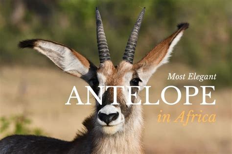 Top 16 Most Elegant Antelope Species in Africa - Antelope Types List