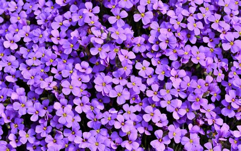 2880x1800 Purple Flowers Background 5k Macbook Pro Retina ,HD 4k Wallpapers,Images,Backgrounds ...