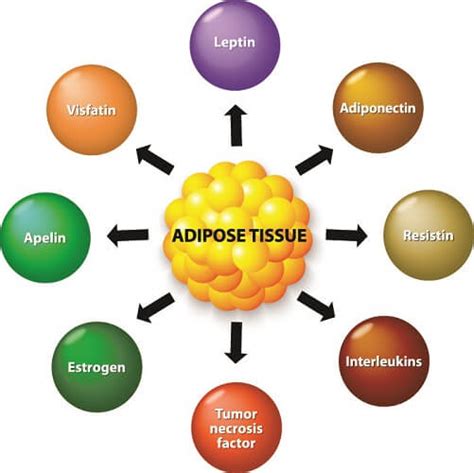 Adipose Tissue - The Definitive Guide| Biology Dictionary