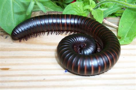 Giant African Millipede | Seneca Park Zoo