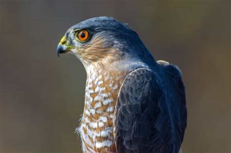 Hawks In Michigan: 9 Species You've Just Got To See