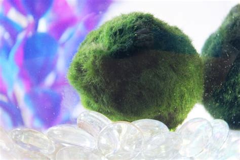 Meet Marimo, the World’s Most Charismatic Algae | Mental Floss