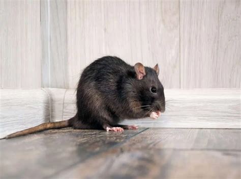 Why Is Properly Insured Pest Control Against Mice Required?