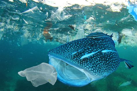 Ocean Plastic Pollution - Australian Marine Conservation Society