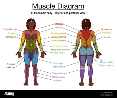 Posterior Anterior Body Diagram