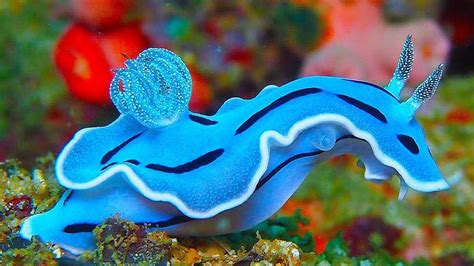 19 INCREDIBLY Colorful Sea Creatures - YouTube | Beautiful sea creatures, Ocean animals pictures ...