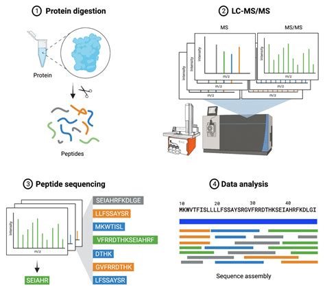 De Novo Protein Sequencing vs DNA Sequencing - Rapid Novor