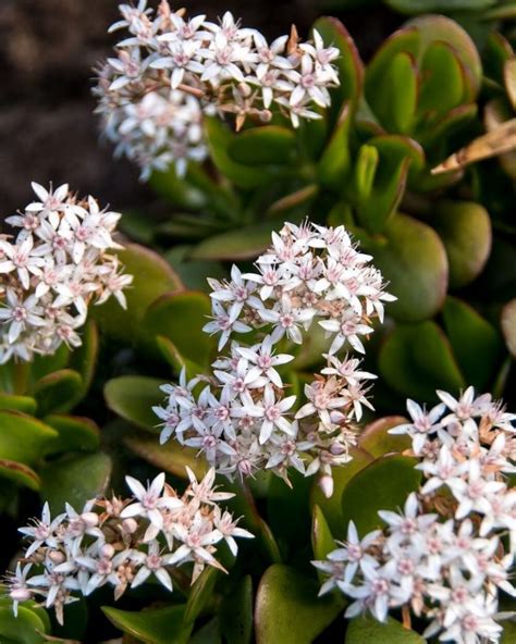 How to Grow and Care for Jade Plant (Crassula Ovata) | Florgeous