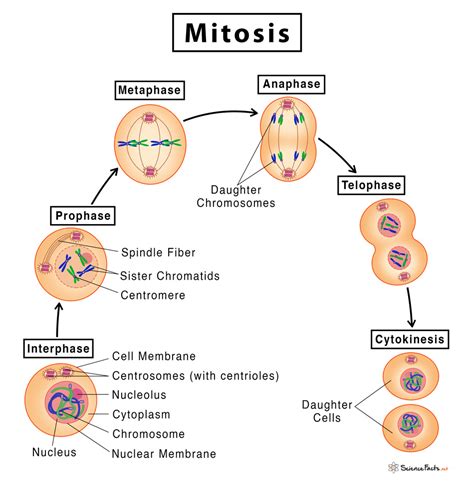 Stages Of Mitosis Diagram Labeled | Images and Photos finder