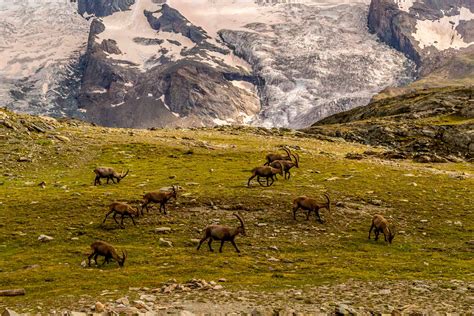 In Pictures: Wildlife in the Alps • Alpine Guru