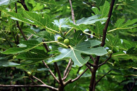 How to Care For and Plant Fig Trees