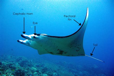 The Anatomy of Manta Rays - Manta Ray Advocates Hawaii