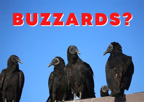 Vulture Buzzard Control and Removal - Wildlife Pros